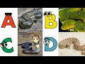Snake Tastic Abcs A Fun Alphabet Of Slithery Creatures For Kids