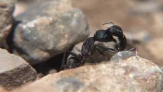 preview picture of video 'Combat de fourmis'