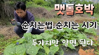호박 주렁주렁 달리게 하려면 딱 두가지만 알면      맷돌호박 순치는법.추비주는법