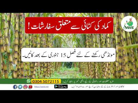 , title : 'کماد کی کٹائی | How to minimize harvest losses and increase yield'