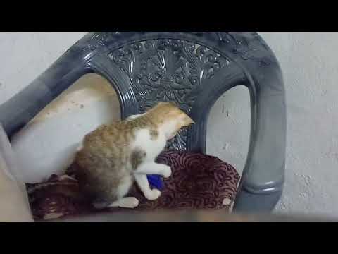 cute cat videos to make you happy........#trending #youtube #cat  #cats 