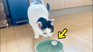 Xで話題のちゅ〜る浮かべるやつ。水を飲まない猫の反応が独特すぎました。