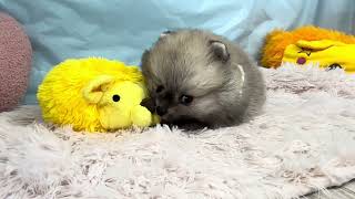 ポメラニアンの動画01