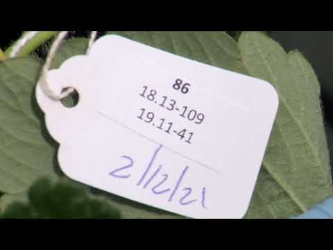 Whitaker   Strawberry Pollination IFAS