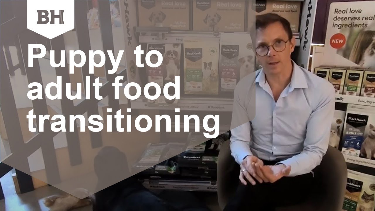 Watch video When should I transition my puppy from puppy food to adult dog food Now When should I transition my puppy from puppy food to adult dog food
