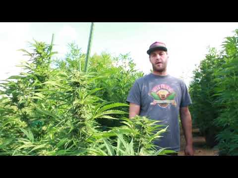 TRAINWRECK: Naturally Mold, Pest and Mildew Resistant Strain (GROW TIPS)