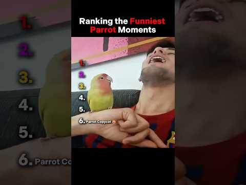 Ranking Funniest Parrot Moments