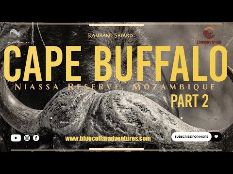 Cape Buffalo Quest - Part 2