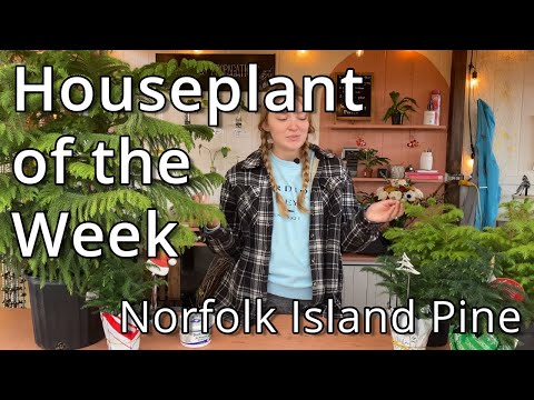Norfolk Island Pine - Houseplant of the Week