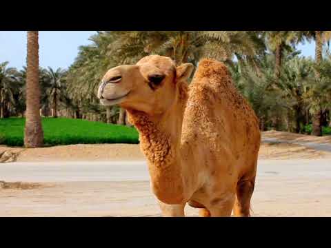 Top 30 Amazing Facts About Camels - Interesting Facts About Camels #camels
