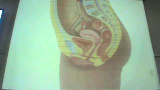 Embryology Dr Sherif Fahmy 18 (development of ovaries & genital ducts)