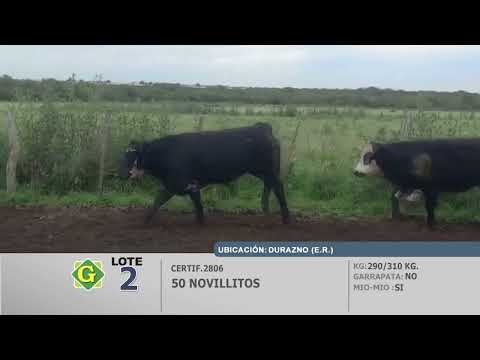 Lote 50 Novillitos en Durazno (ER)
