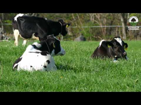 八ヶ岳牧場　春