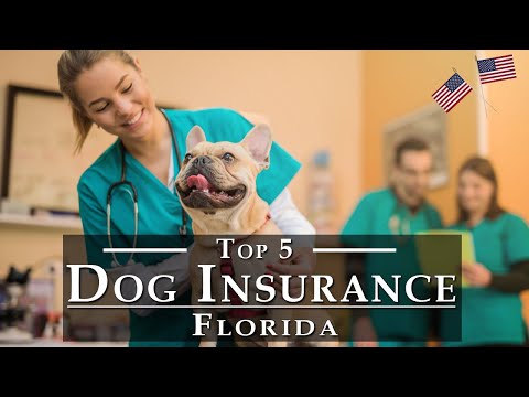 Best Pet Insurance for Dogs 🇺🇸 | Top 5 Dog Insurance USA - Dog Health Insurance [Detail Review]