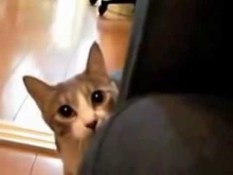 Паранормальный котенок