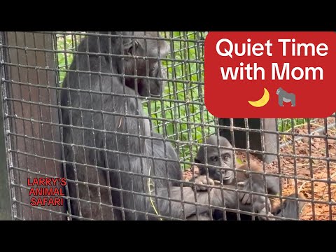 Adorable baby gorilla Kayembe (2023) – Video #48: peaceful moments with birth mom Nneka 🌙🦍