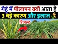 गेहूं में पीलापन क्यों आता है 3 बड़े का�