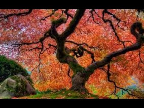 Feng Shui~ 7 ~ Relaxing Music ~ Soothing Pictures #bluedotmusic #fengshuimusic
