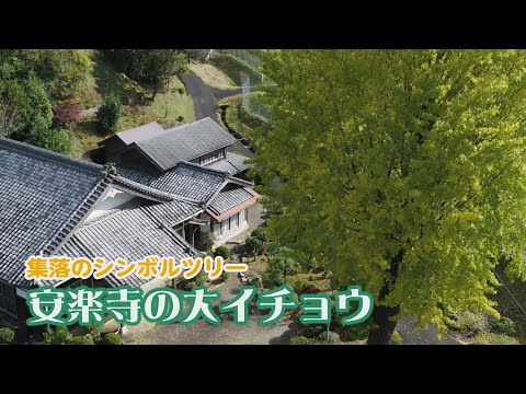 [Se você andar pela cidade. ] A grande árvore ginkgo de Anrakuji, uma árvore simbólica que dá cor à vila