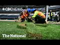 FIFA Takes Its Grass Very Very Seriously