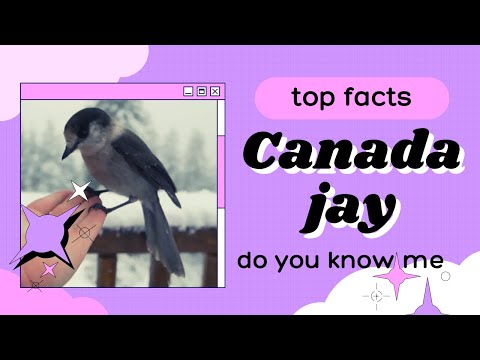 Canada jay facts | grey jay | camp robber | whisky jack | found North America