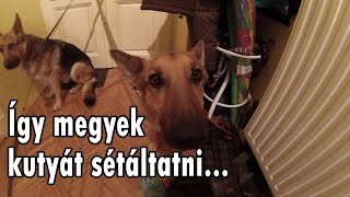 Így megyek kutyát sétáltatni