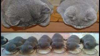 Смешные кошки Приколы про котов и кошек (Ожидание и реальность) - МатроскинТВ