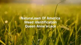 What does Queen Anne's Lace Look Like?