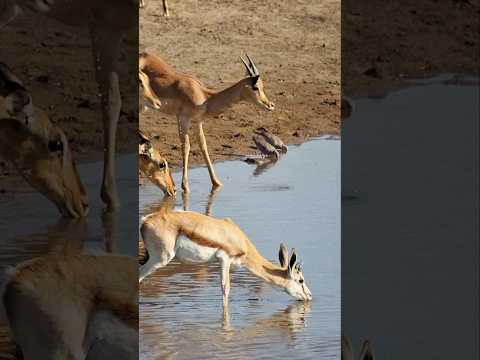 नदी में पानी पीता हिरन… और पास ही छुपा था मगर! 😱🐊