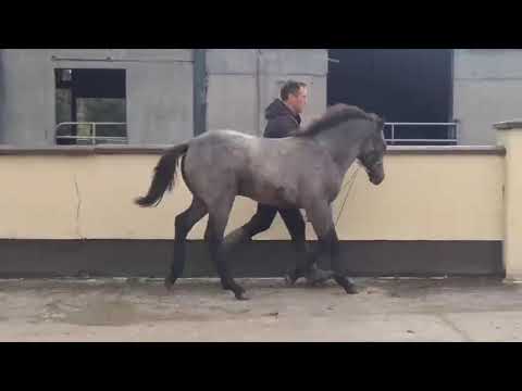 Connemara Colt Foal - Image 2
