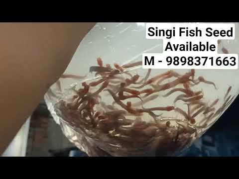 Singi Fish Seed