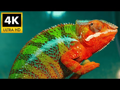 Nature’s Color Changer: CHAMELEON 4K HDR | Majestic Cinematic Wildlife Close-ups