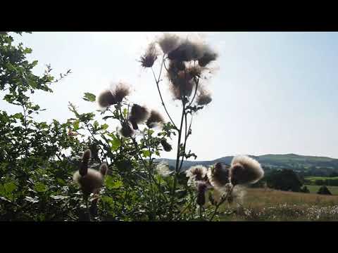 Thistle seeds, or fairy's?