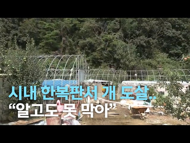 시내 한복판 잔혹한 개 도살..
