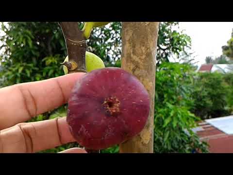 Red Palestine Fig