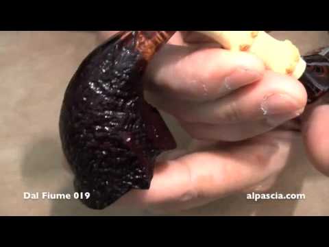 pipa Dal Fiume 019 - pfeife