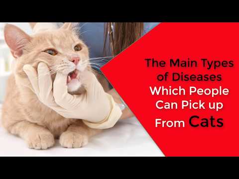 The main types of diseases which people can pick up from cats