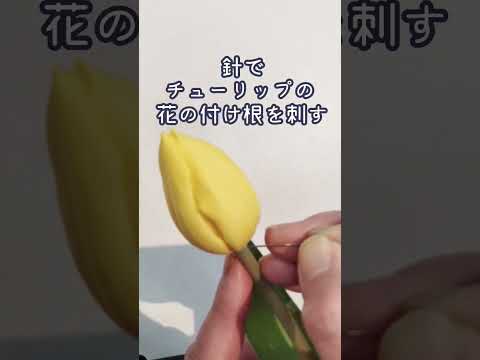 野生のチューリップ 植物