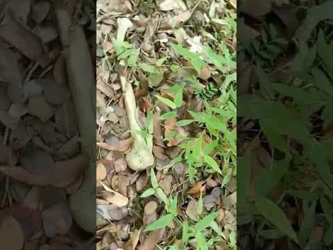 Campesinos hallan restos óseos en zona rural de Campoalegre