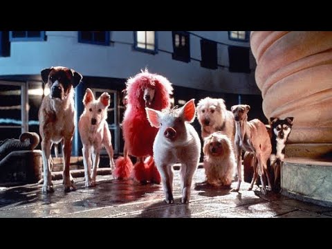 Babe: Pig in the City Full Movie Facts And Review | Magda Szubanski | James Cromwell