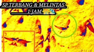 Download lagu SP walet 1 jam mp3 Download lagu SP walet 1 jam mp3