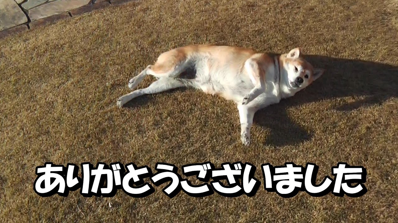 柴犬モモさん14歳　ありがとうございました