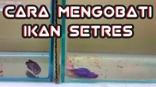 Download lagu Cara mengobati ikan cupang stres sampai sembuh mp3