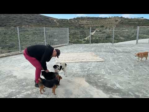 A Special Visitor at the Shelter ❤️ - Takis Shelter