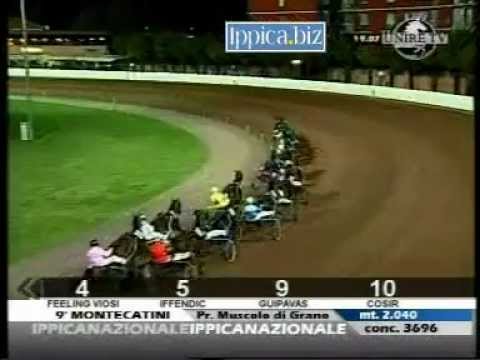 Cavallo Feeling Viosi Trottatore 5