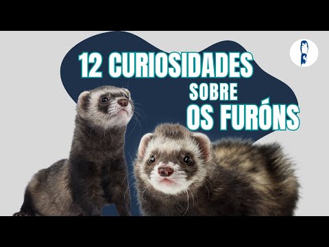 Vídeo: 12 curiosidades sobre os furóns