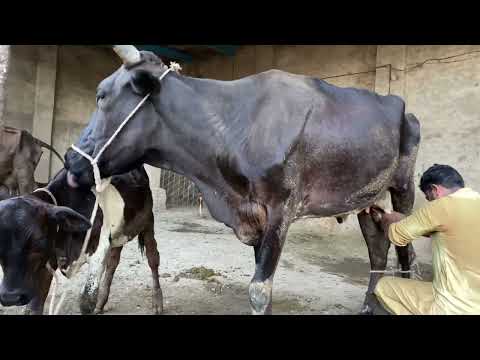 Mother cow licking her calf while being milked