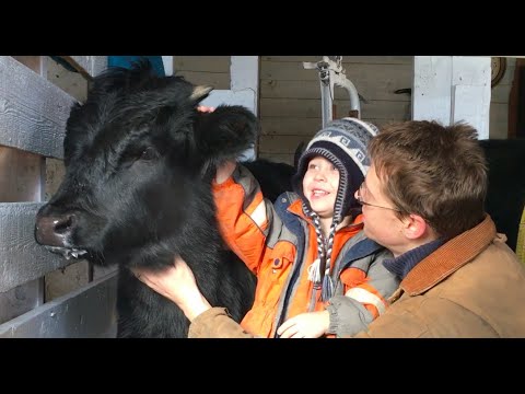 image-How much milk do you get from a Dexter cow?