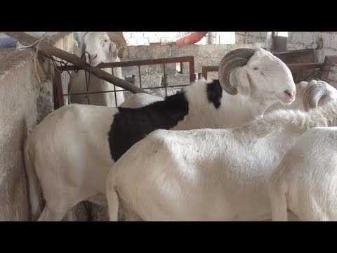, title : 'TABASKI : Technique d'engraissement de mouton / EMBOUCHE OVINE'