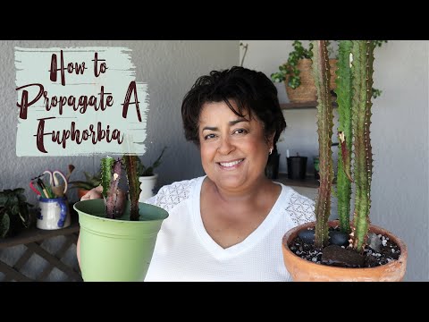 , title : 'How to Propagate a Euphorbia Trigona Rubra - Propagating Euphorbias'